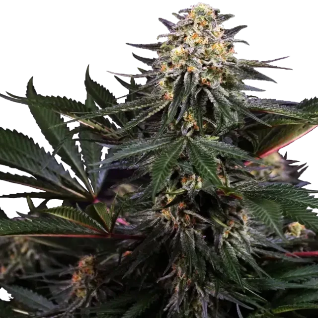 Lockdown Kush feminizada de Sensi Seeds