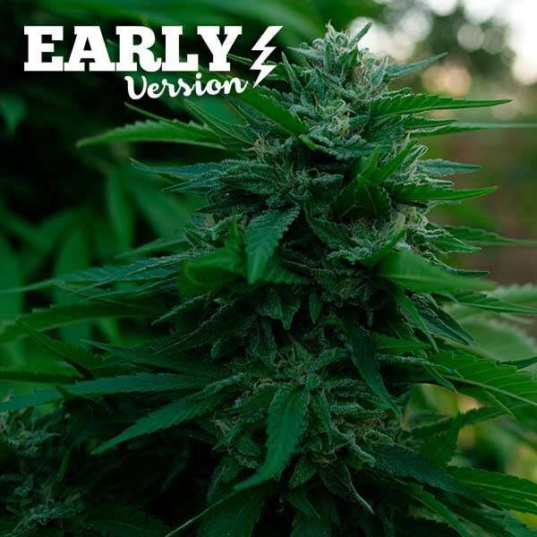Lord Kush Early Version feminizada de Delicious Seeds