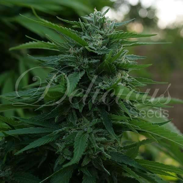 Lord Kush feminizada de Delicious Seeds
