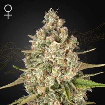 Lost Pearl feminizada de Green House Seeds