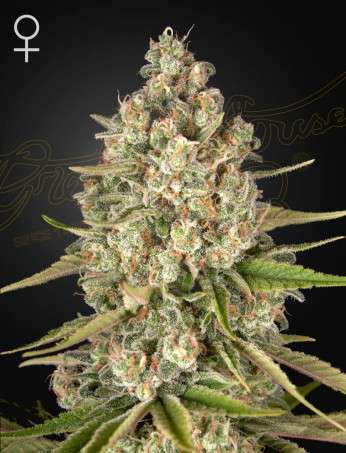 Lost Pearl feminizada de Green House Seeds