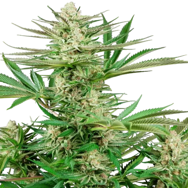 Malibu OG Gold feminizada de Sensi Seeds