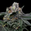 Mango x Hollywood feminizada de Cookies Seed Bank