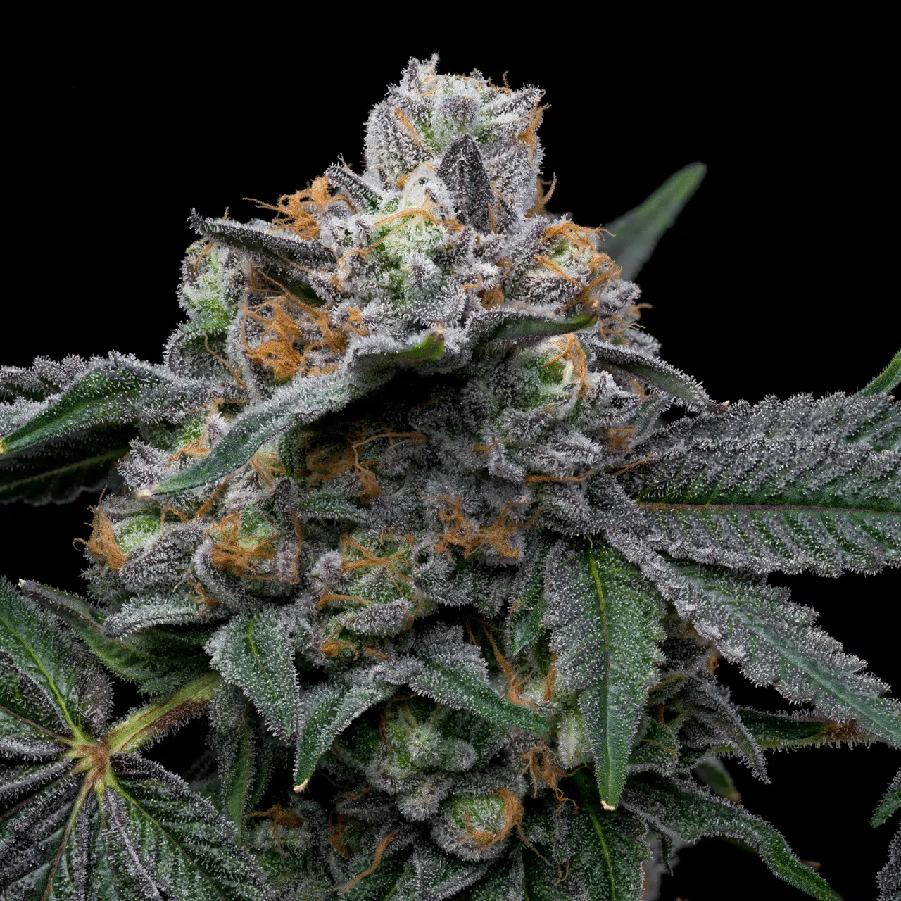 Mango x Hollywood feminizada de Cookies Seed Bank - Imagen 2