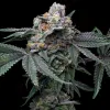 Mango x Hollywood feminizada de Cookies Seed Bank