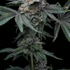 Mango x Hollywood feminizada de Cookies Seed Bank