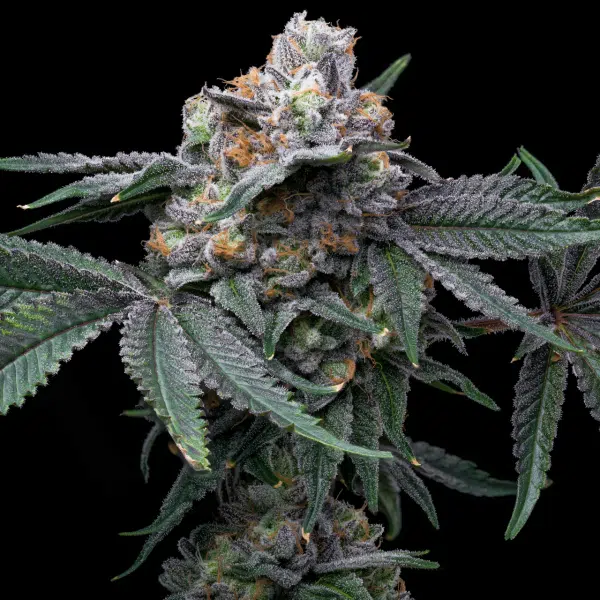 Mango x Hollywood feminizada de Cookies Seed Bank