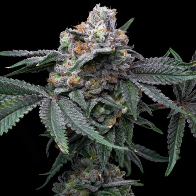 Mango x Hollywood feminizada de Cookies Seed Bank