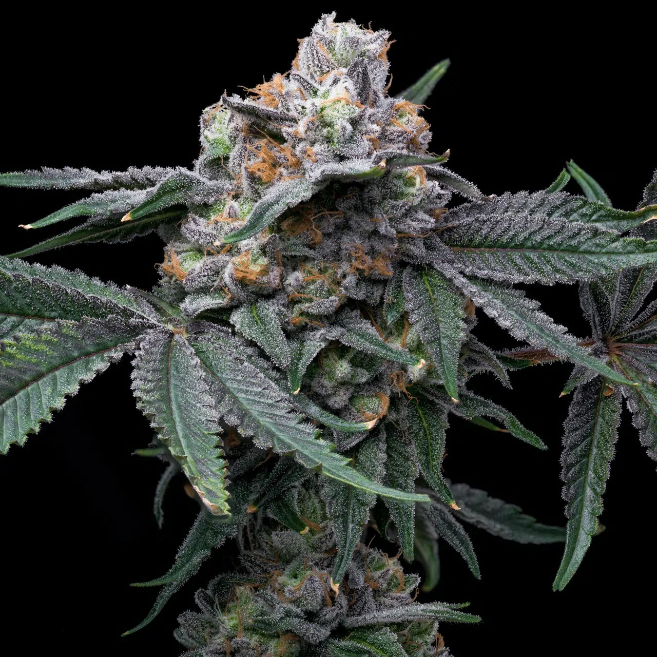 Mango x Hollywood feminizada de Cookies Seed Bank