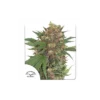 Master Kush feminizada de Dutch Passion