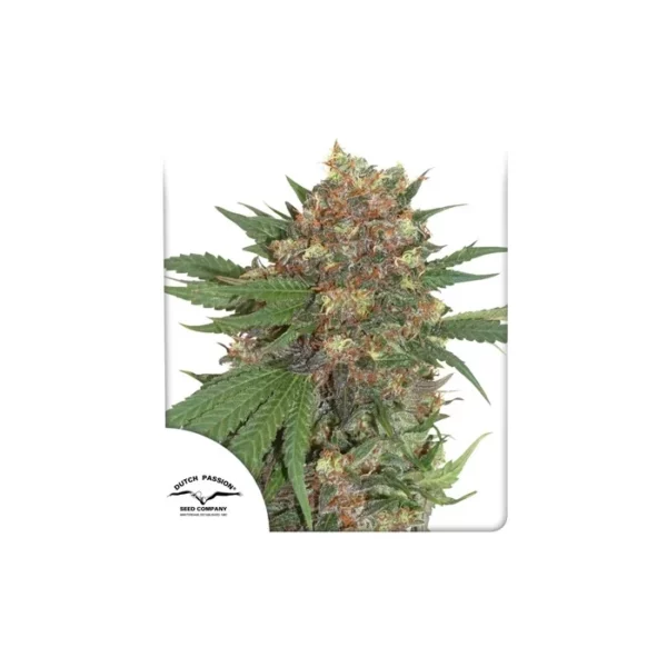Master Kush feminizada de Dutch Passion