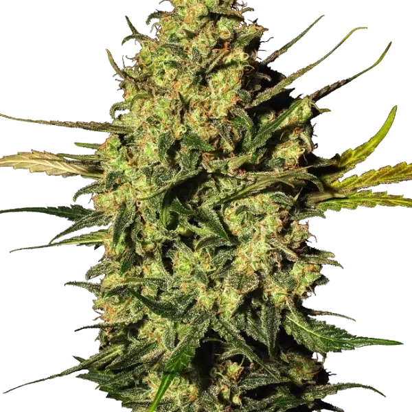 Master Kush Auto de White Label Seeds