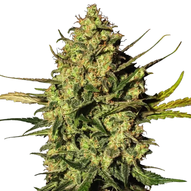 Master Kush Auto de White Label Seeds