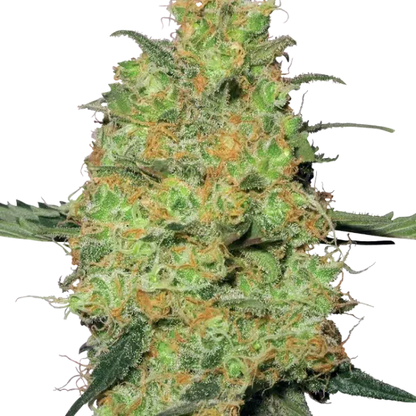Master Kush feminizada de White Label Seeds