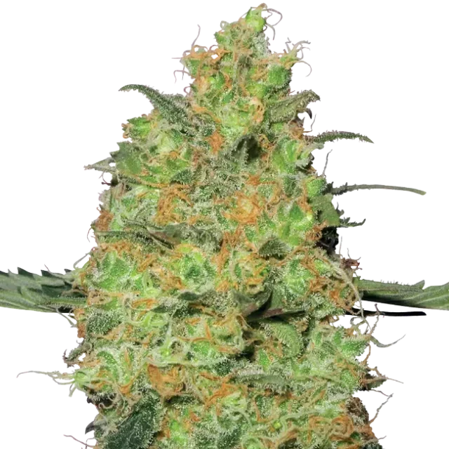 Master Kush feminizada de White Label Seeds