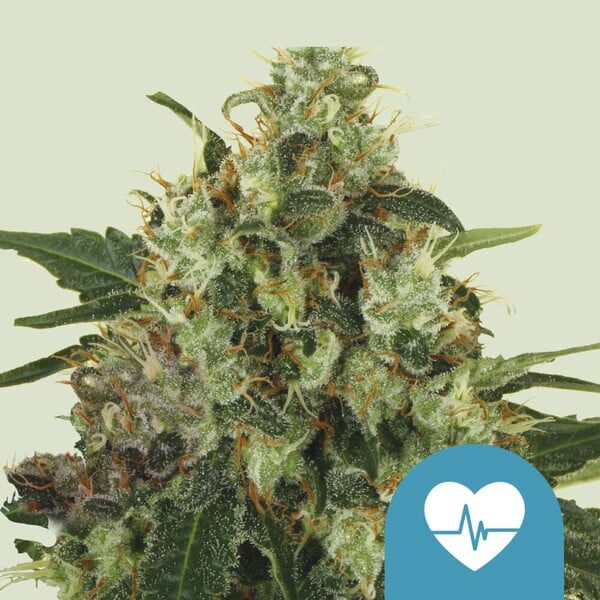 Medical Mass feminizada de Royal Queen Seeds