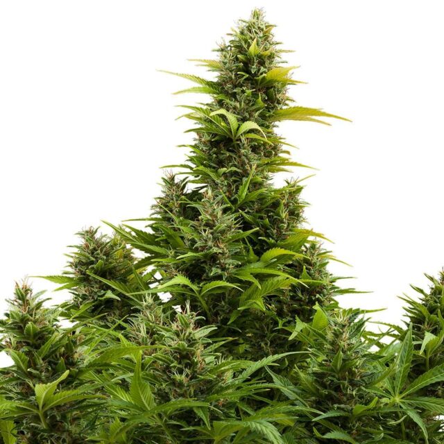 Medikit Auto de Buddha Seeds Puro CBD