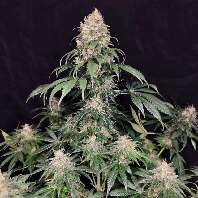 Medikit feminizada de Buddha Seeds Puro CBD