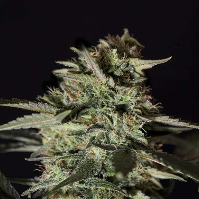 Medizinal CBD feminizada de Genehtik