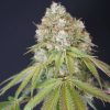 Melo Rado feminizada de Karma Genetics