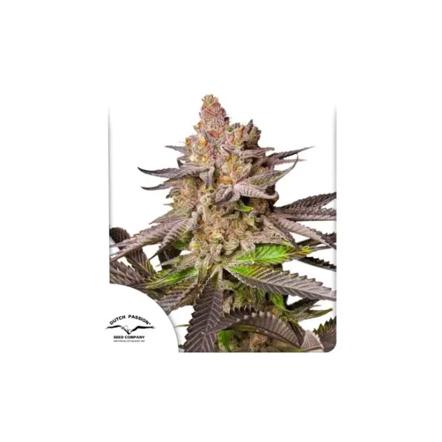 Melonade Runtz feminizada de Dutch Passion
