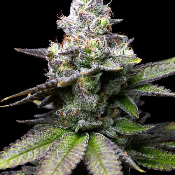 Melted Scoopz feminizada de Cookies Seed Bank