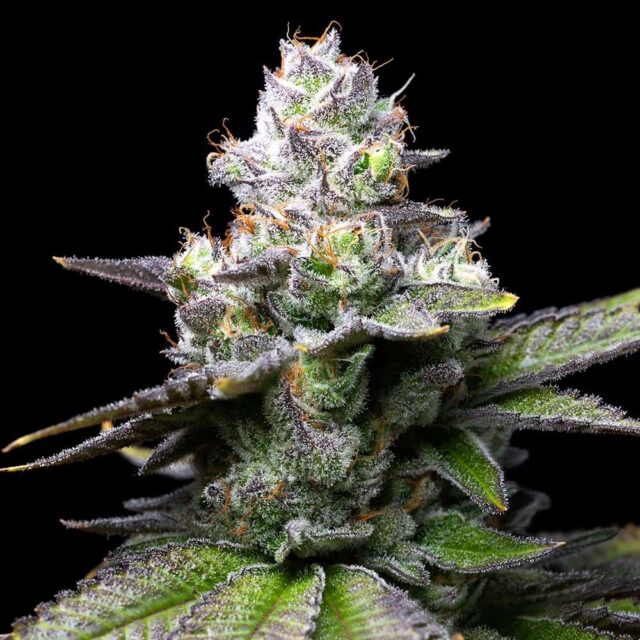Melted Scoopz feminizada de Cookies Seed Bank