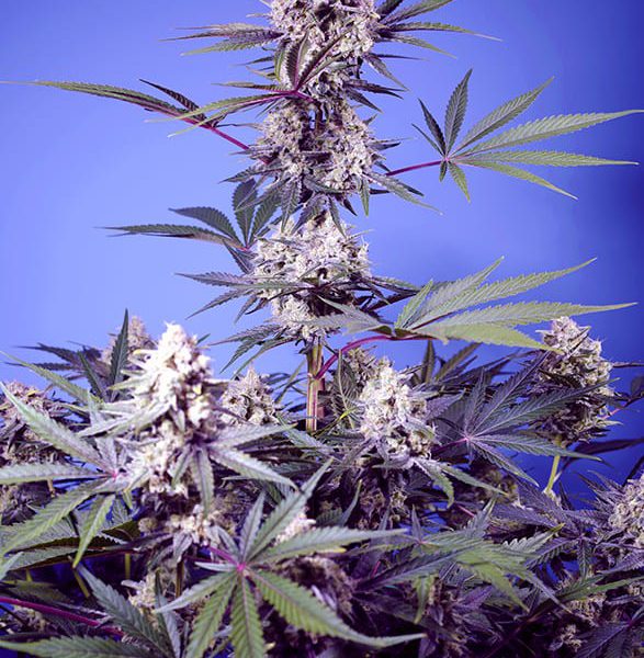 Mental Rainbow F1 Fast Version feminizada de Sweet Seeds