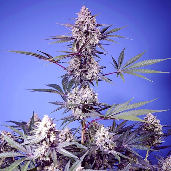 Mental Rainbow F1 Fast Version feminizada de Sweet Seeds