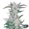 Mexican Airlines Auto de FastBuds