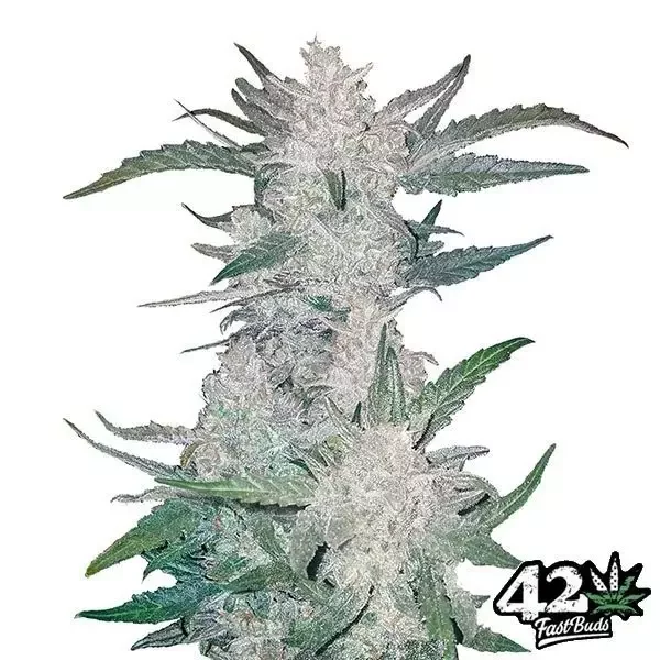 Mexican Airlines Auto de FastBuds