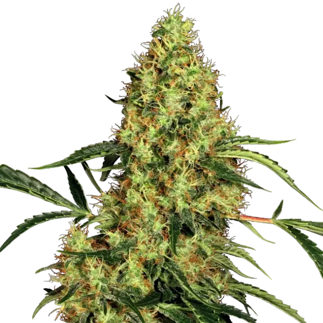 Mexican Sativa regular de Sensi Seeds