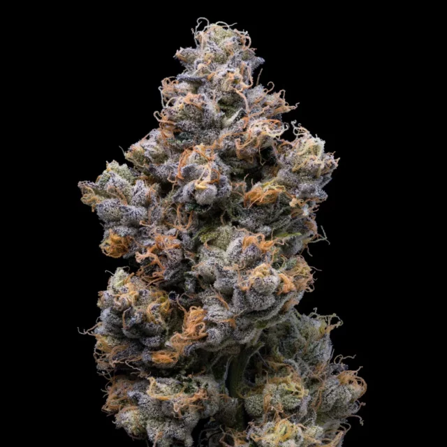 Miami Yayo feminizada de Cookies Seed Bank