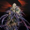 Midnight Sunset feminizada de Perfect Tree