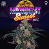 Midnight Sunset feminizada de Perfect Tree