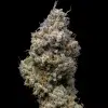 Miklo feminizada de Cookies Seed Bank