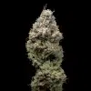 Miklo feminizada de Cookies Seed Bank