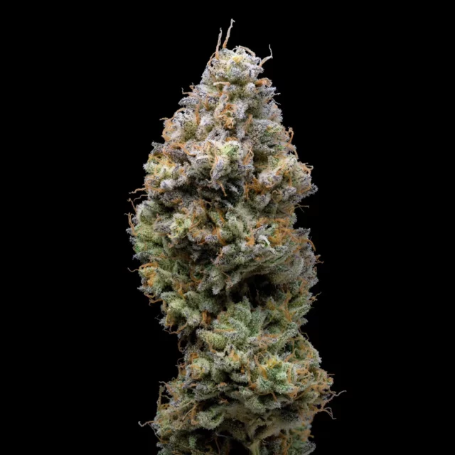 Miklo feminizada de Cookies Seed Bank