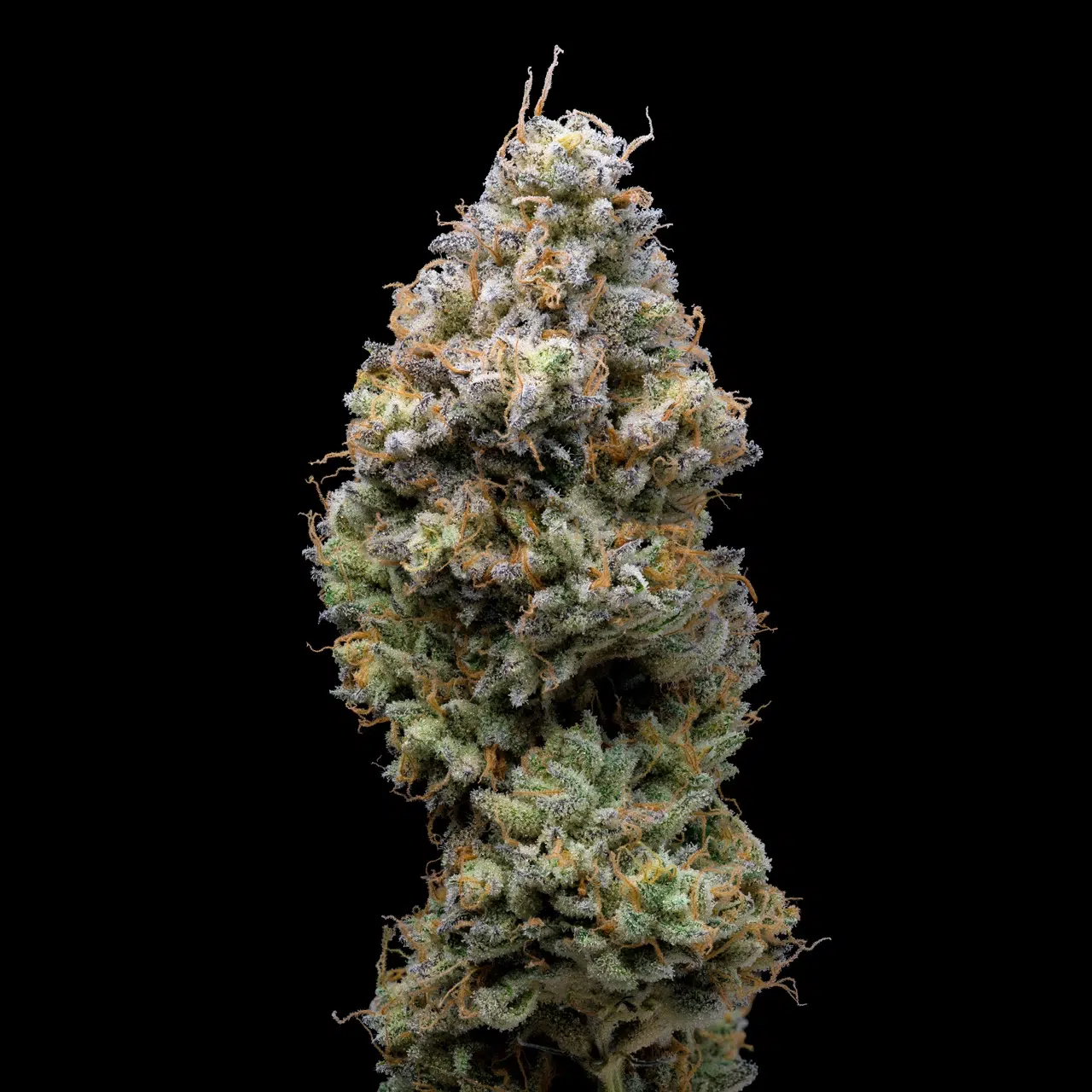 Miklo feminizada de Cookies Seed Bank