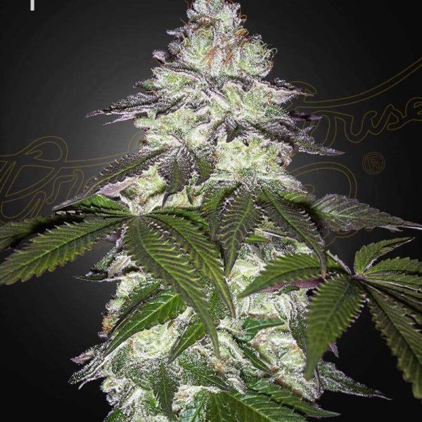 Milky Dreams feminizada de Green House Seeds