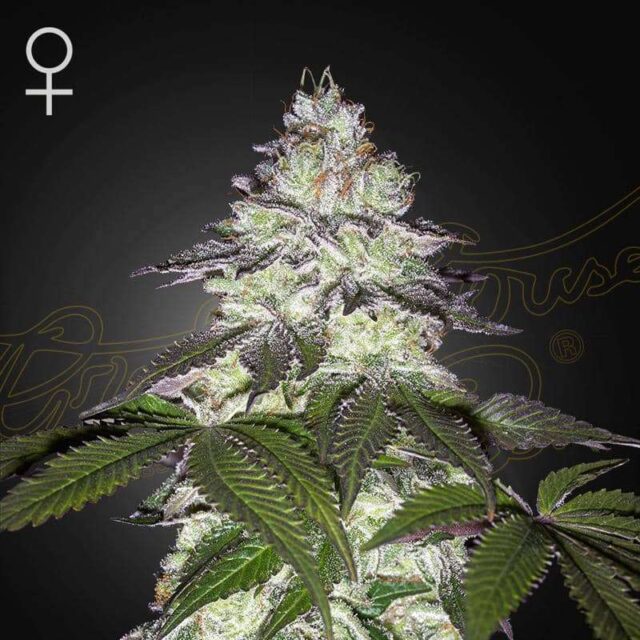Milky Dreams feminizada de Green House Seeds