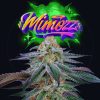 Mimooz feminizada de Perfect Tree