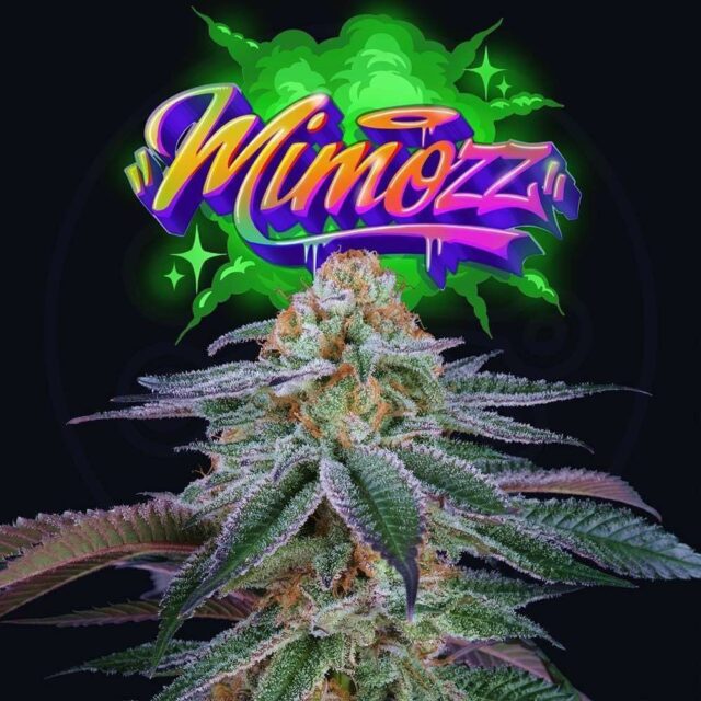 Mimooz feminizada de Perfect Tree