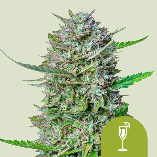 Mimosa Auto de Royal Queen Seeds