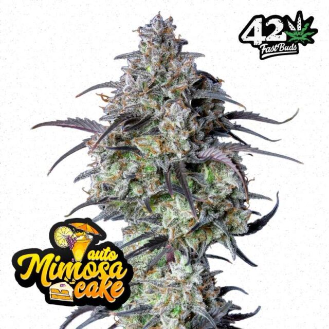 Mimosa Cake Auto de FastBuds