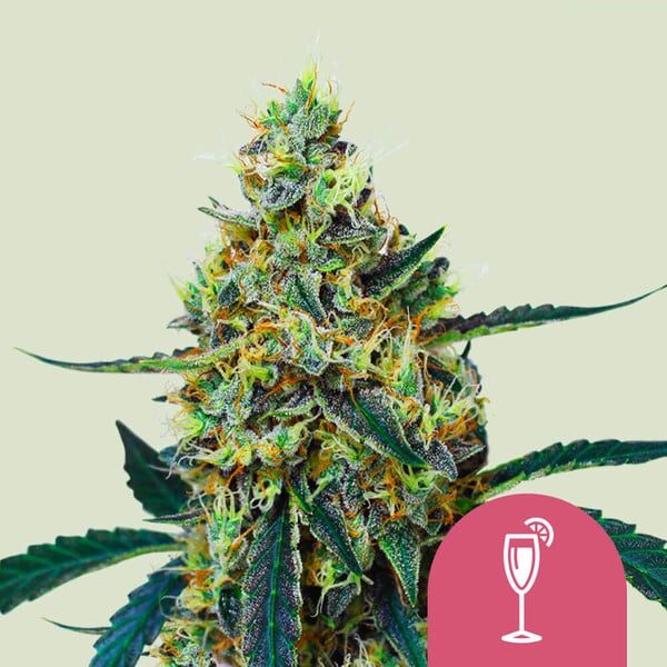Mimosa feminizada de Royal Queen Seeds