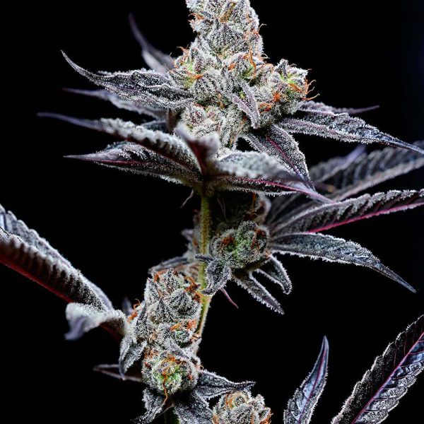 Mind Fuck feminizada de Cookies Seed Bank