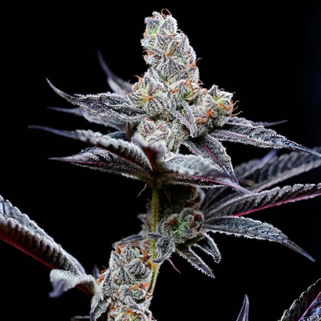 Mind Fuck feminizada de Cookies Seed Bank