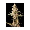 Missing in Barcelona feminizada de Eva Seeds