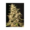 Missing in Barcelona feminizada de Eva Seeds
